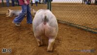 Hog #3