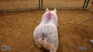 Class #5 Breeding Gilts thumbnail