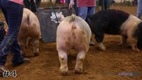 Hog #4