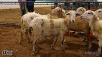 Ewe #2