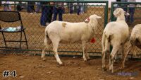 Ewe #4