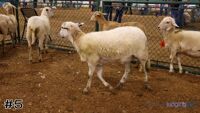 Ewe #5