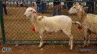 Ewe #6