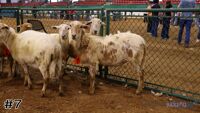 Ewe #7