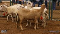 Ewe #8