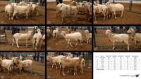 All Animals