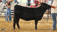 Heifer #1