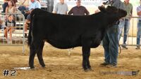 Heifer #2