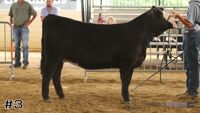Heifer #3