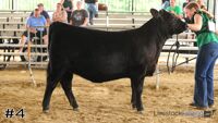 Heifer #4