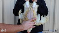 Broiler#1