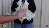 Broiler#2