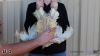 Broiler#4