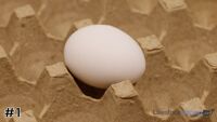 Egg#1