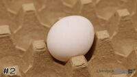 Egg#2