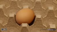 Egg#3