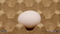 Egg#4