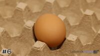 Egg#6