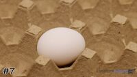Egg#7
