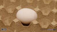Egg#9