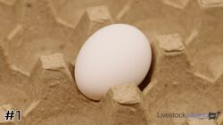 Egg#1