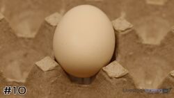 Egg#10