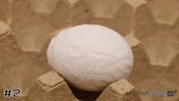 Egg#2