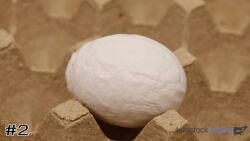 Egg#2