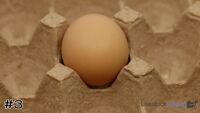 Egg#3