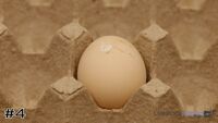 Egg#4