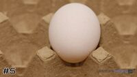 Egg#5