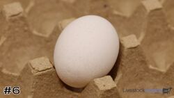 Egg#6