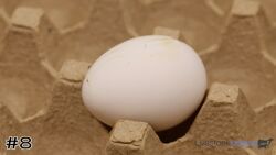 Egg#8