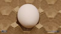 Egg#9