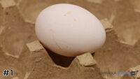 Egg#1