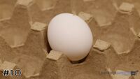 Egg#10