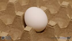 Egg#10