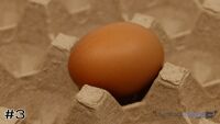Egg#3