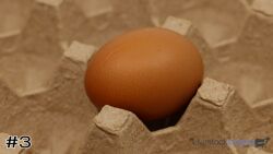 Egg#3
