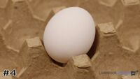 Egg#4