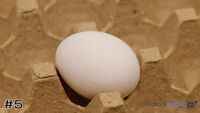 Egg#5