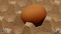 Egg#6