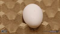 Egg#9