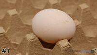 Egg#1