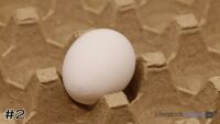 Egg#2