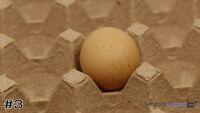 Egg#3