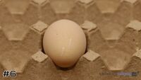 Egg#6