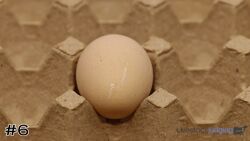 Egg#6