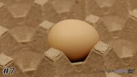 Egg#7