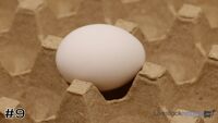 Egg#9